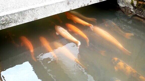 鲤鱼在水管中逆流而上