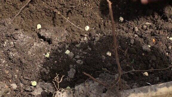 种植豌豆种子