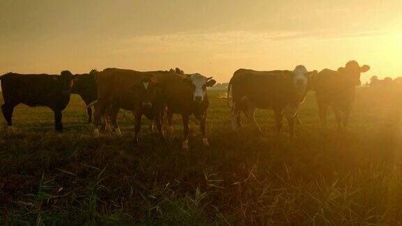 日出时很少有牛在草地上休息