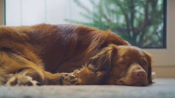 可爱的纯种新斯科舍鸭鸣猎犬在家在地毯上放松