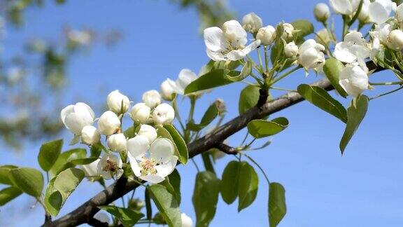盛开的梨树枝与蓝天背景
