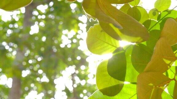 阳光透过树叶照进树林大自然模糊了背景大自然绿油油