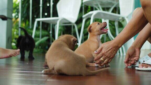 亚洲女人放小狗出笼子在新家收养流浪狗有一个新的主人爱和可以照顾它们4k慢动作