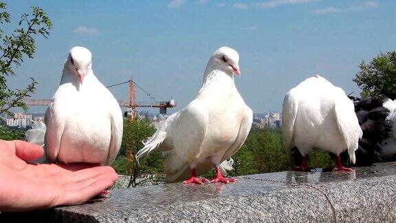 美丽的白色孔雀鸽子