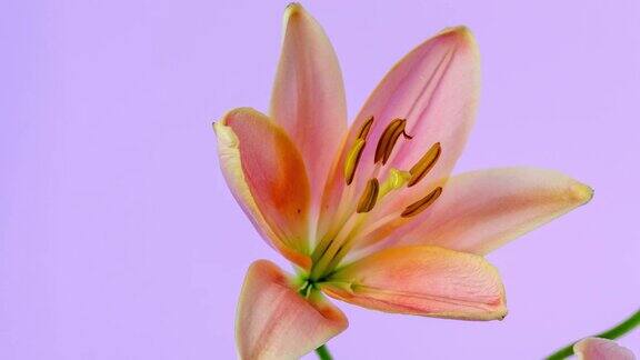 一朵百合花在粉红色的背景上开花生长的时间为4k盛开的百合花