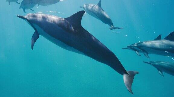 一群海豚一起在蓝色的海洋里游泳
