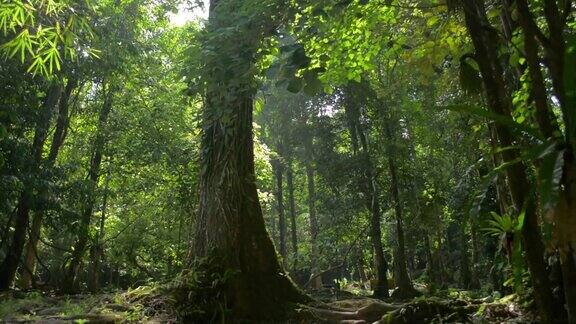 在阳光的照射下一棵大树在热带雨林的绿色植物中生长