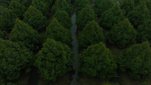 下雨天的榴莲园航拍视频有大约5年树龄的榴莲园黑龙江省