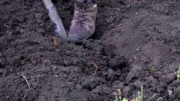 一个农夫在花园里挖了一个洞来种一棵树