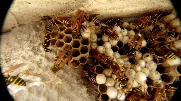 条纹黄橙色黄蜂正在蜂窝上移动特写