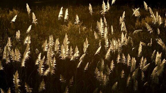 日落后金色草地的阳光:日落与草地的自然镜头背景