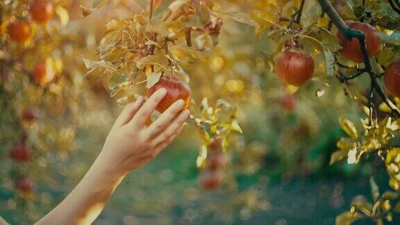 女孩从树枝上摘苹果