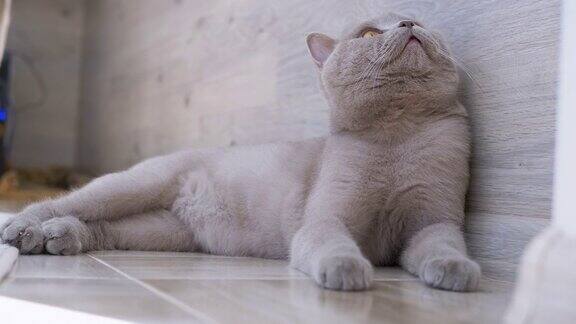 灰色的苏格兰家猫在地板上休息注视着物体的移动
