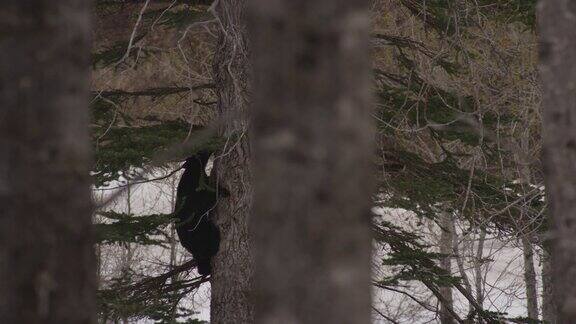 一只小黑熊正在爬树