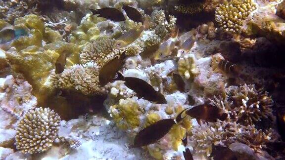 珊瑚礁上有各种软、硬珊瑚和热带鱼马尔代夫印度洋
