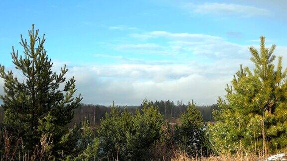 冬天田野里有三棵被雪覆盖的松树美丽的雪景阳光明媚的天气视频明信片