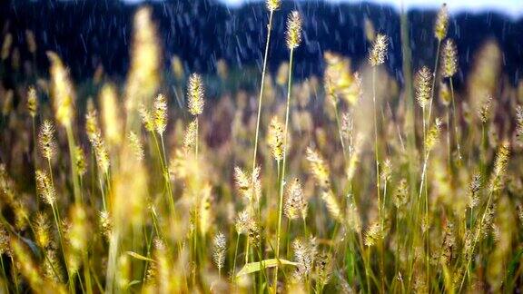 雨落在草地上