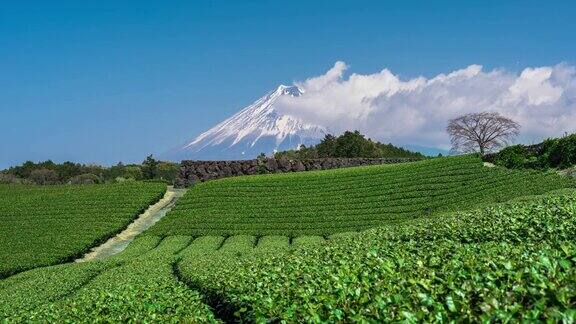 日本的绿茶田和富士山的时间流逝