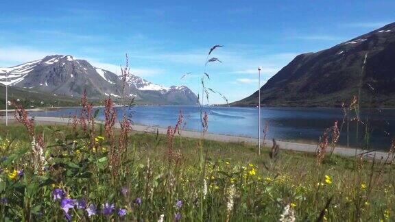 挪威北部海边和山上的野花草地