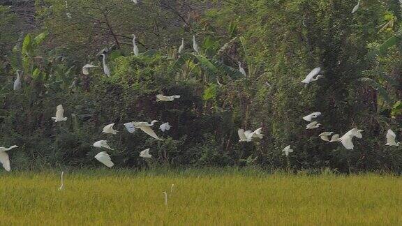 一群大白鹭鸟在湿地中缓慢飞行