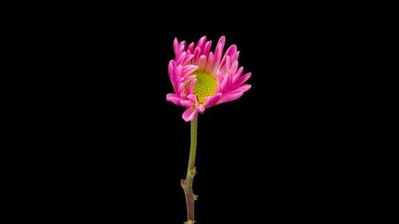 生长粉色菊花或菊花花的延时春花盛开的菊花在黑色的背景