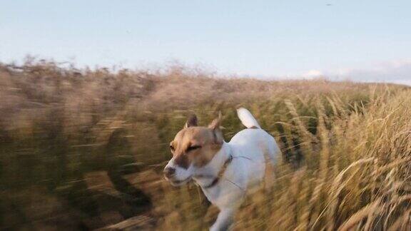 狗杰克罗素梗跑过草地沿着乡村道路散步他的主人伸出他的舌头在夏天的太阳日落慢镜头然后宠物在草地上快速奔跑