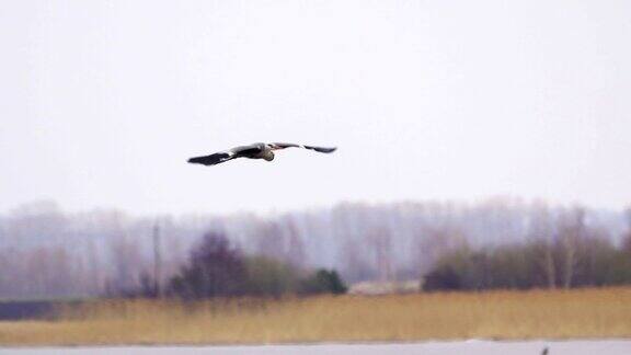 慢镜头:鸟-苍鹭(Ardeacinerea)飞过湖面在一个多云的春日
