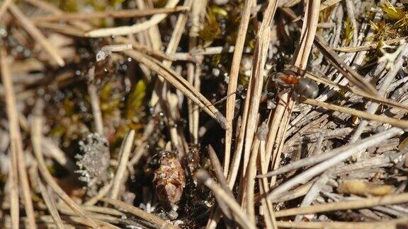 近距离观察爱沙尼亚地面上的黑蚂蚁