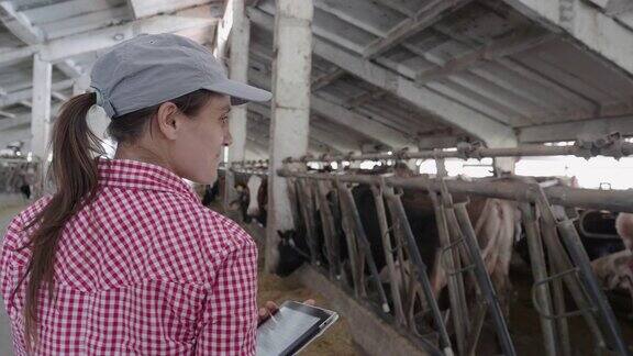 现代农场的日记牲畜的牧场奶牛一个农妇在谷仓里检查牲口