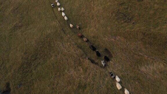羊肉一群羊跑过田野
