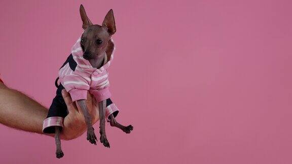 小Xoloitzcuintle穿着黑粉相间的连身裤坐在工作室粉红色背景上主人的手上那宠物晃着爪子四处张望缓慢的运动近距离