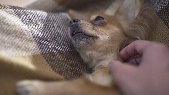 可爱有趣的吉娃娃狗睡在格子花纹上一个人的手抚摸着熟睡的宠物