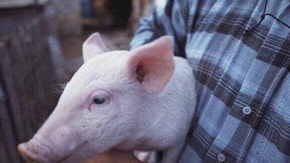 一只受惊的猪在农夫的怀里尖叫牧场养猪场