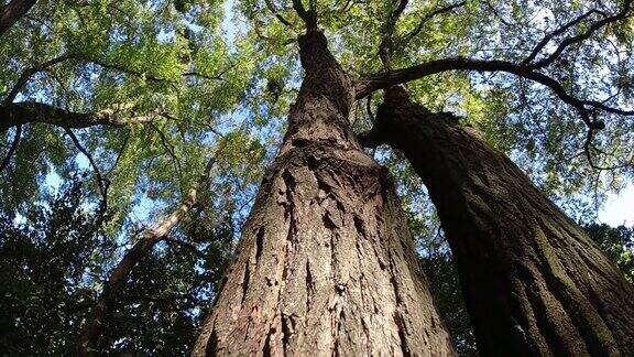 低角度拍摄高大的大树树枝覆盖了森林中的天空