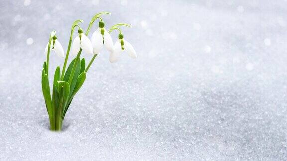 雪花莲在早春从雪下辟出一处题字早春的森林里脆弱的雪花莲