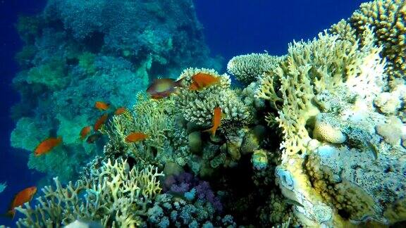 美丽的珊瑚礁和热带鱼海洋中的水下生物