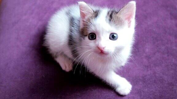 非常小的小猫两周大可爱有趣的小猫看着玩具紫罗兰色背景上的小猫