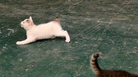 小猫在地上玩耍