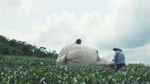 当地茶农利用机器采茶