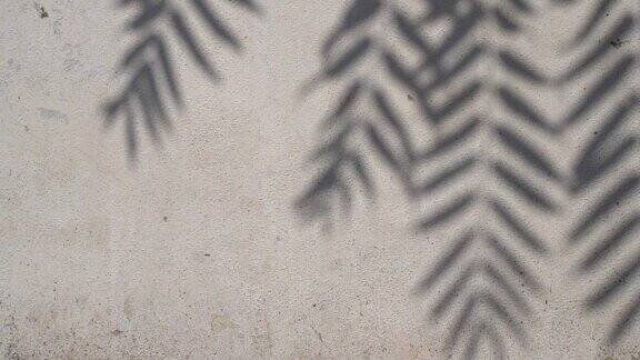 模糊的阴影棕榈叶背景热带植物在阳光质感的白色墙面上
