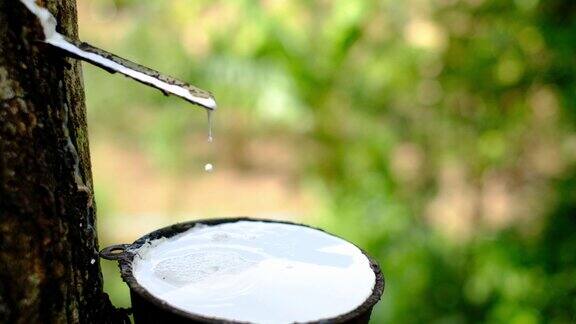 新鲜的乳汁从橡胶树流入一个塑料碗