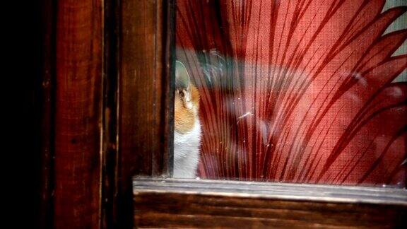 孤独的猫从窗户往外看