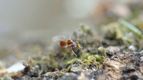 近距离观察困在爱沙尼亚网上的小红蚂蚁