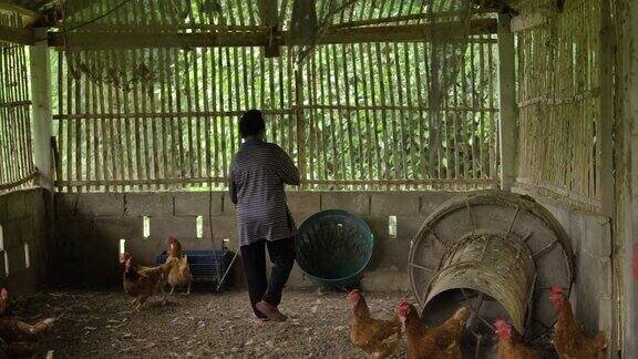 鸡在鸡笼里走来走去