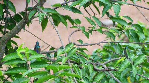 雄性棕喉太阳鸟在树枝上跳跃