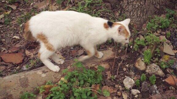 白褐色的猫坐在古老的石头上伸直身子