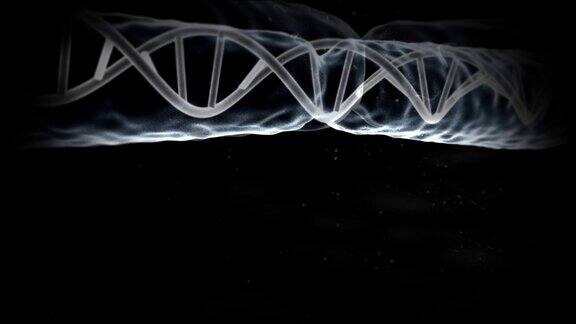 X染色体DNA
