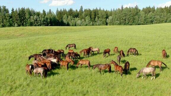 航拍美丽的马在绿色的田野上吃草