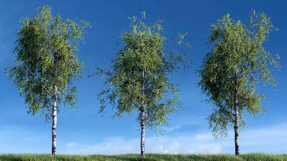 在天空中生长的桦树