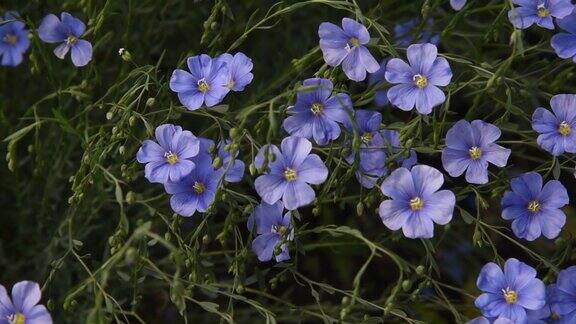 田野里的亚麻在风中开着蓝色的花